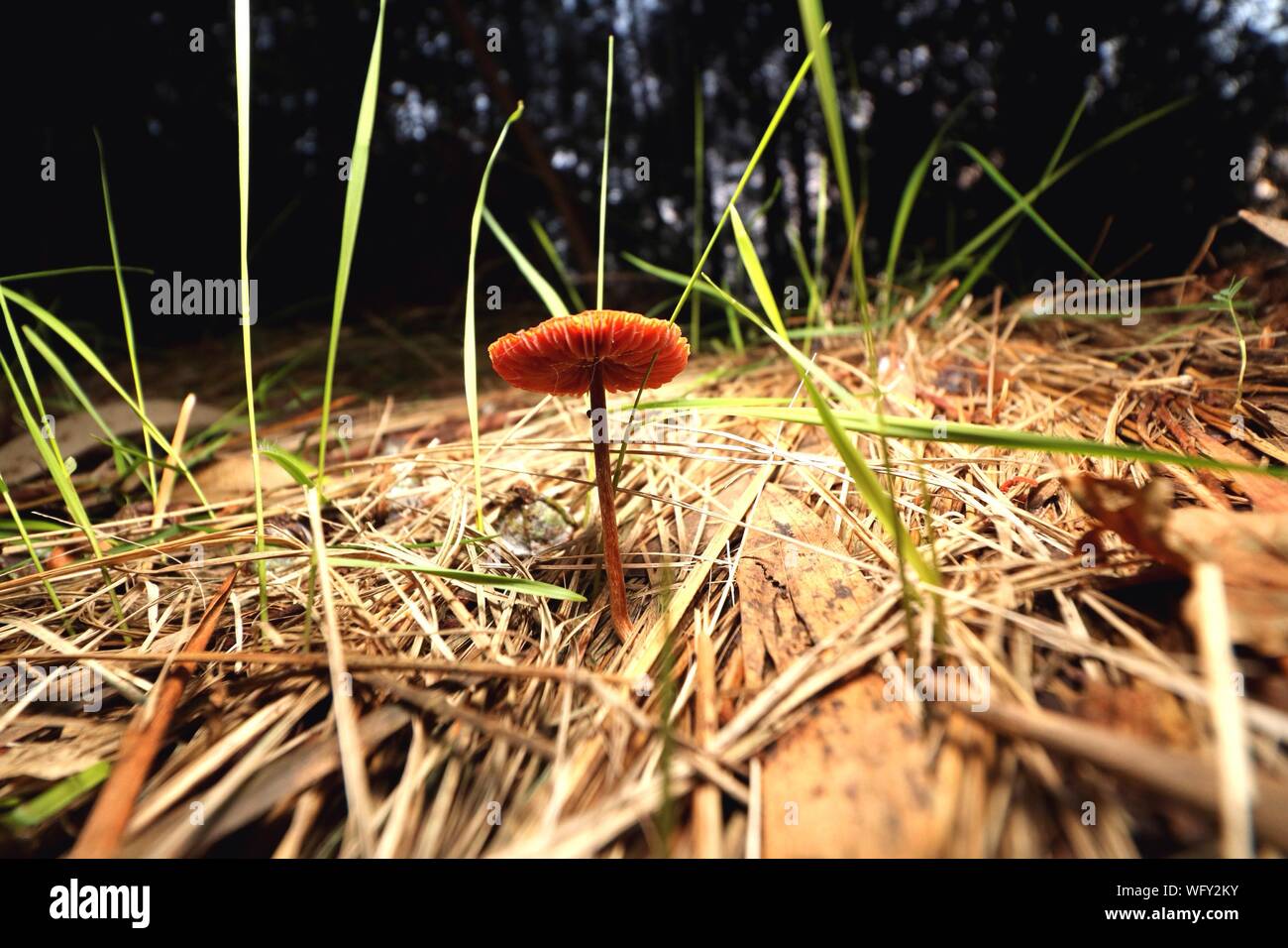 Mushroom growing on straw hires stock photography and images Alamy