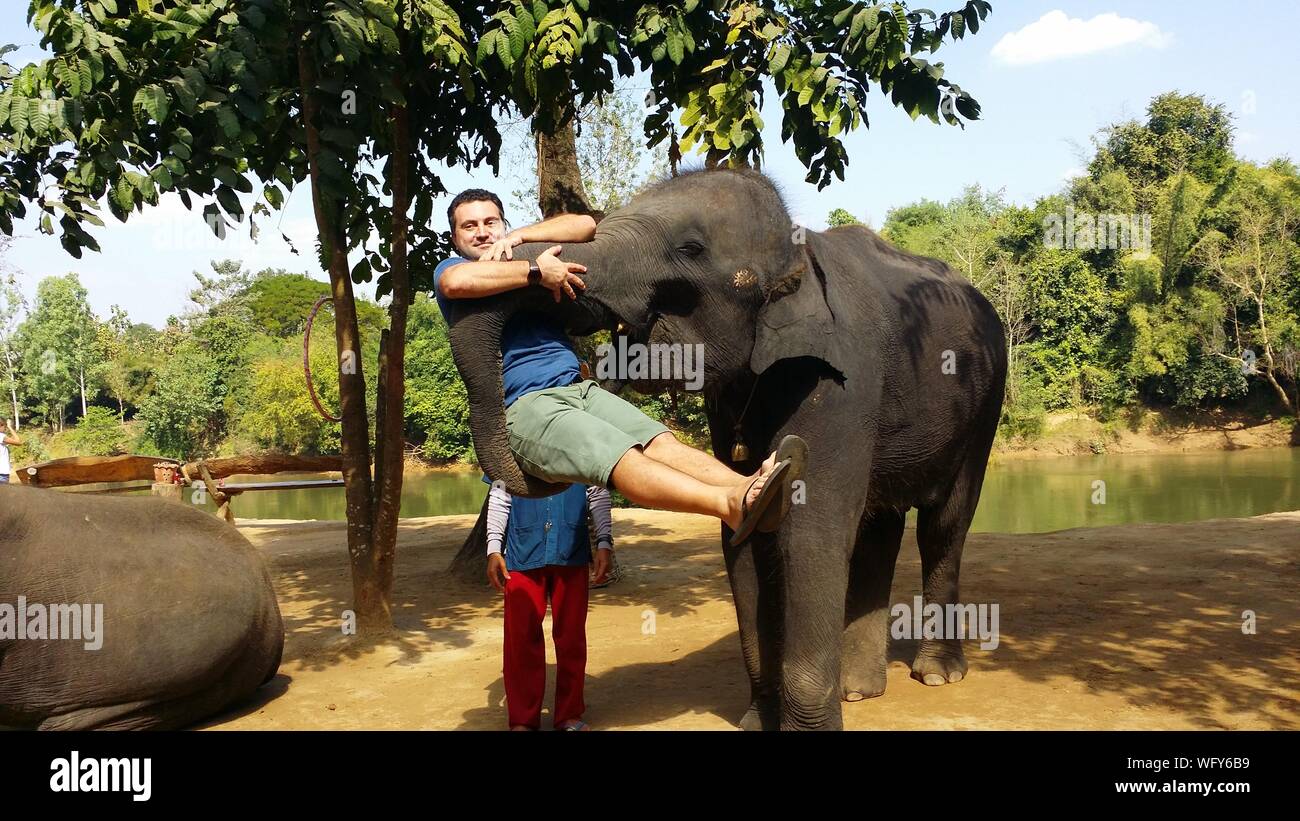Elephant lifting tree hires stock photography and images Alamy