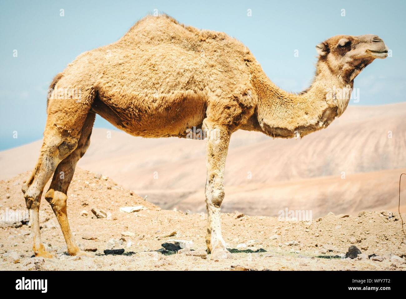 Camel desert full length standing hires stock photography and images