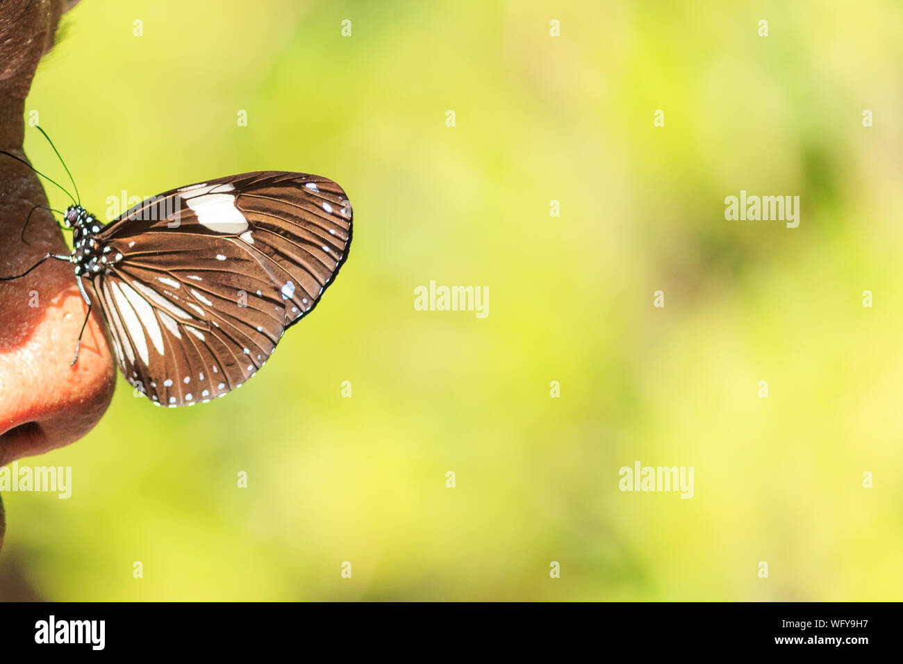 Butterfly on the nose hi-res stock photography and images - Alamy