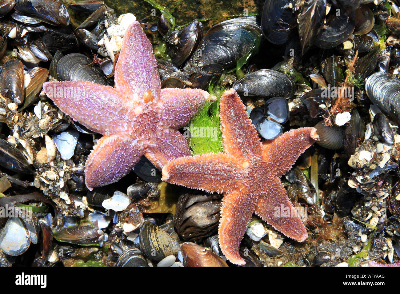 Starfish and mussels hires stock photography and images Alamy