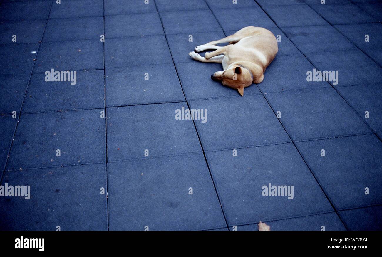 Dog Sleeping On Ground Stock Photo Alamy