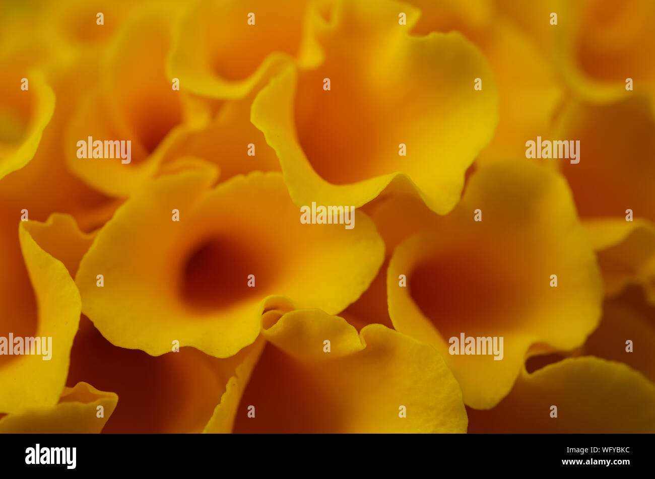 Closeup of tunnel-like petals of a yellow marigold flower. Background Stock Photo