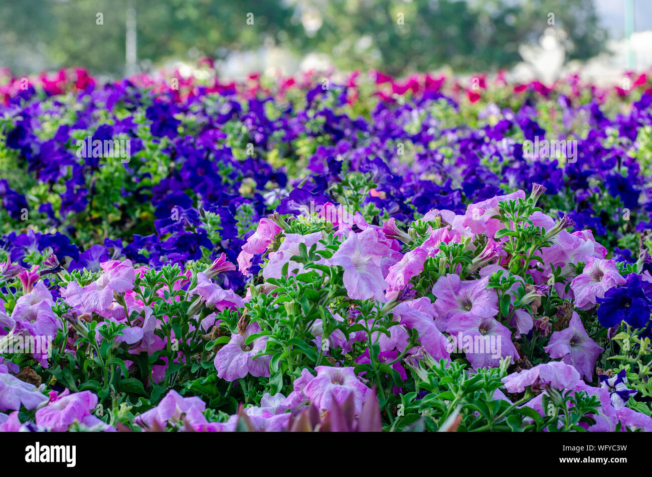 Beautiful step garden of pink & blue petunia flowers. Stock Photo