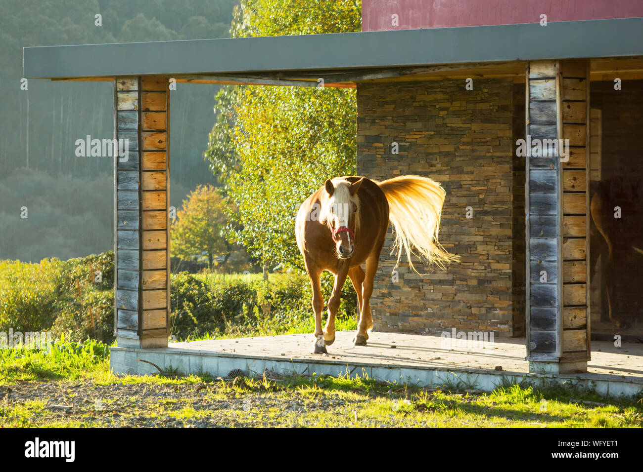Horse Standing On Porch At Chalet Stock Photo Alamy