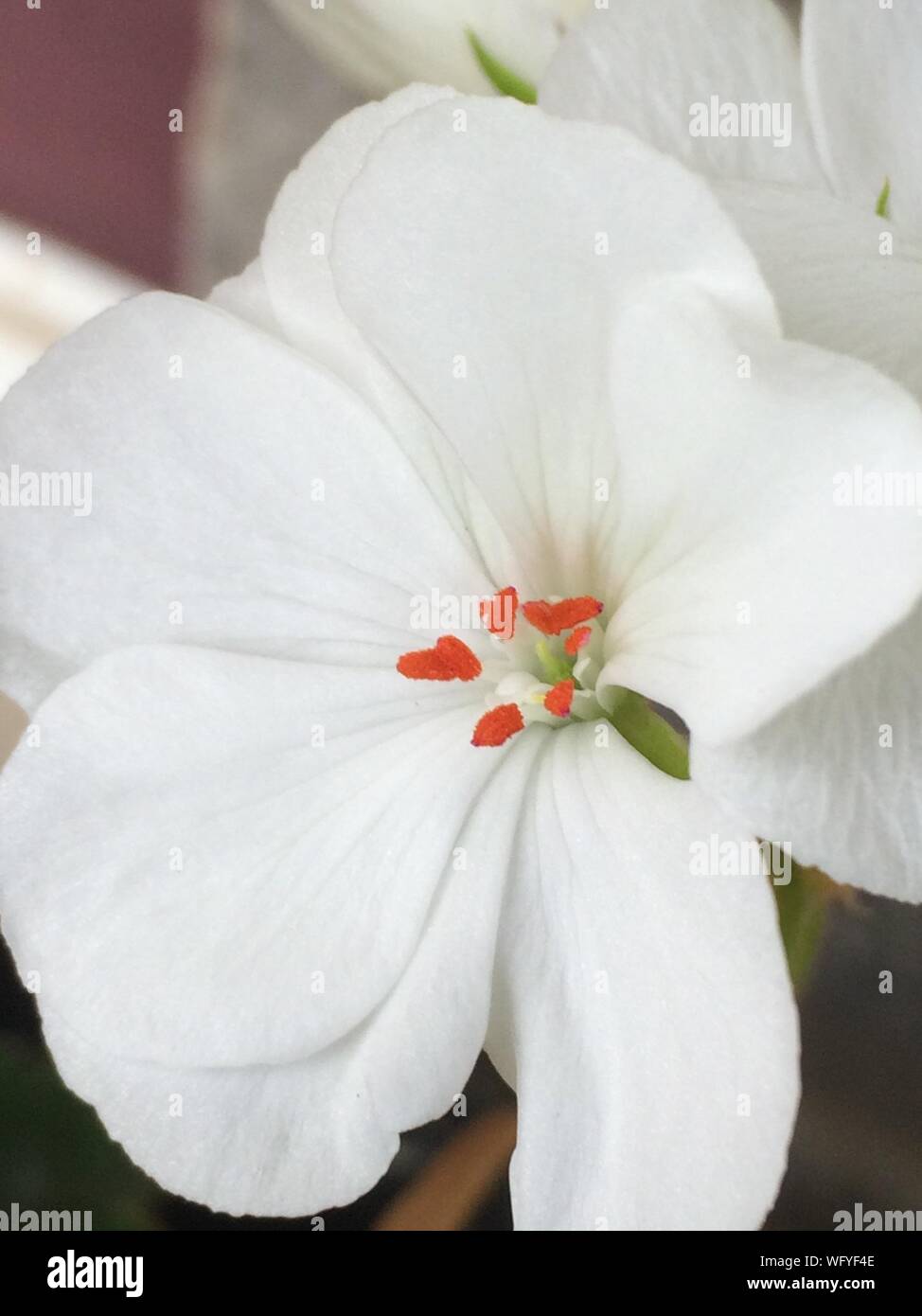 Macro Shot Of Hibiscus Flower Stock Photo
