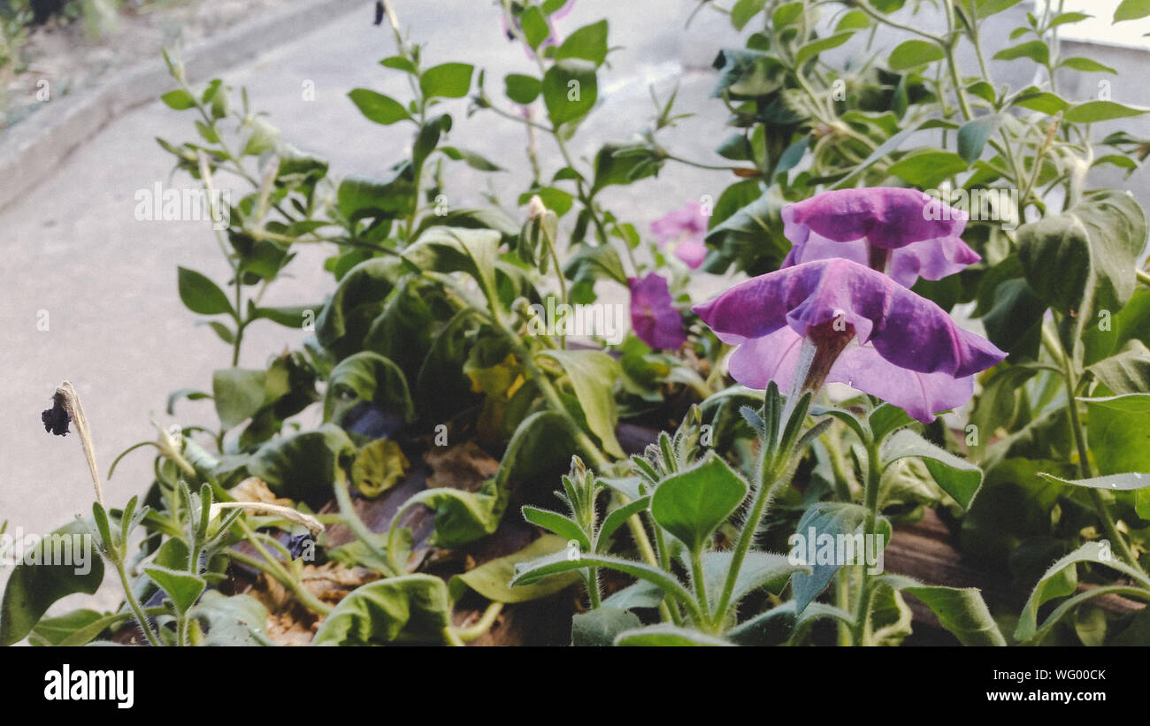 Close-up Of Purple Flowering Plants Stock Photo