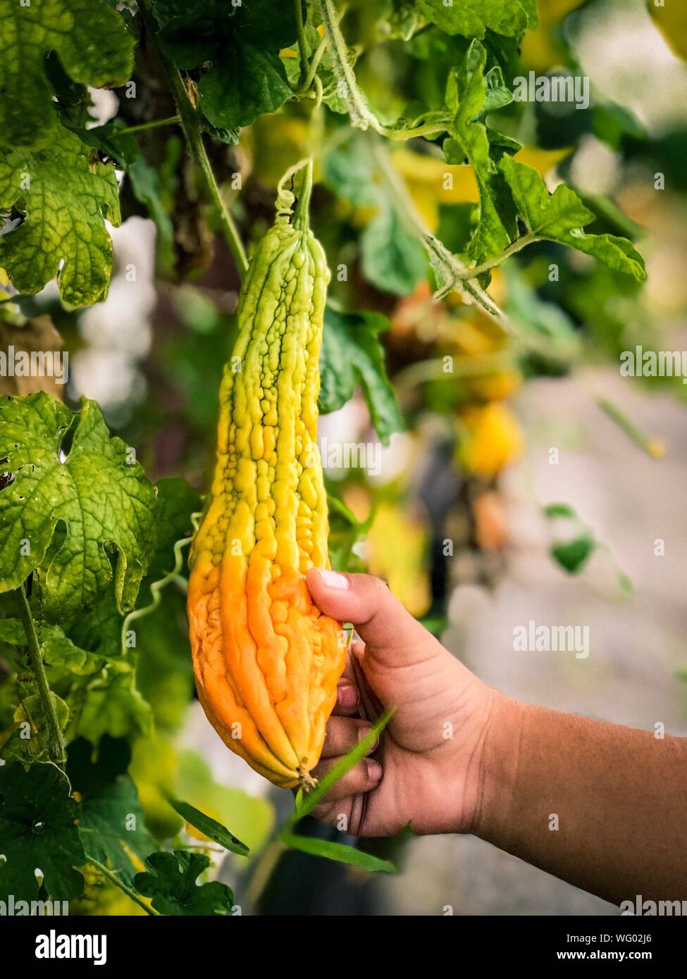 Cropped Hand Of Child Holding Bitter Gourd Hanging From Plant Stock Photo Alamy
