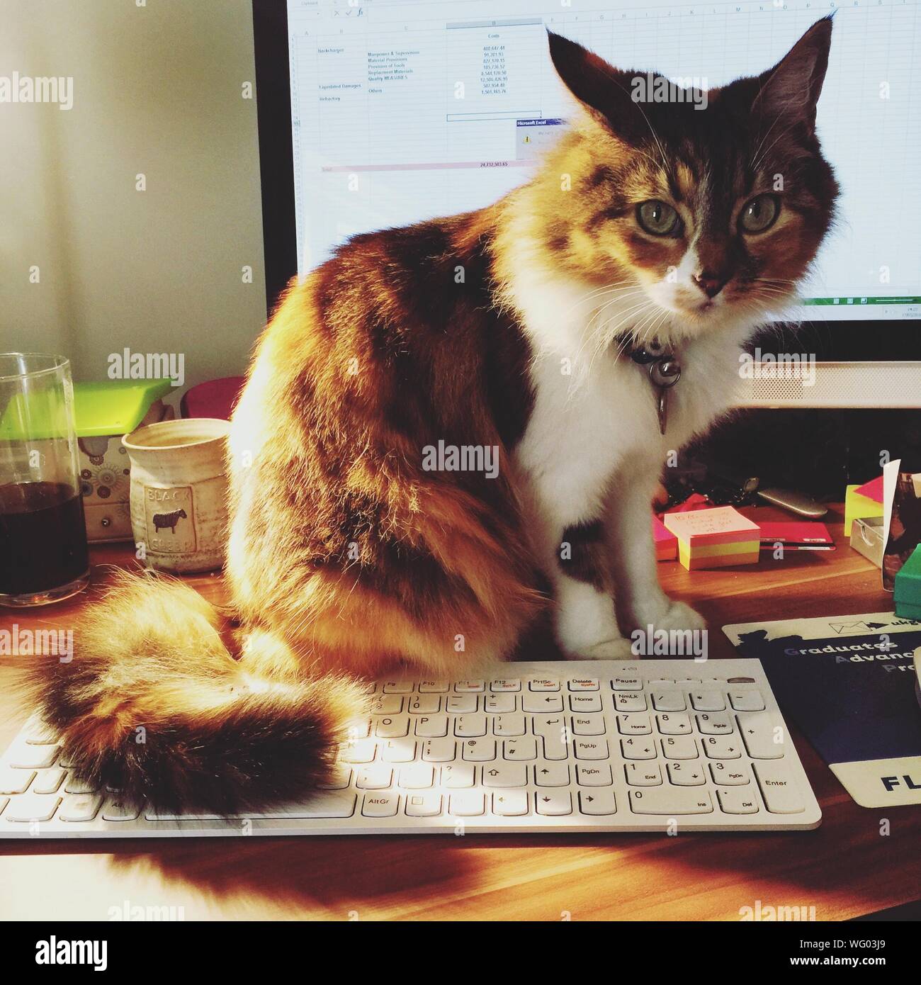 Cat and computer hi-res stock photography and images - Alamy