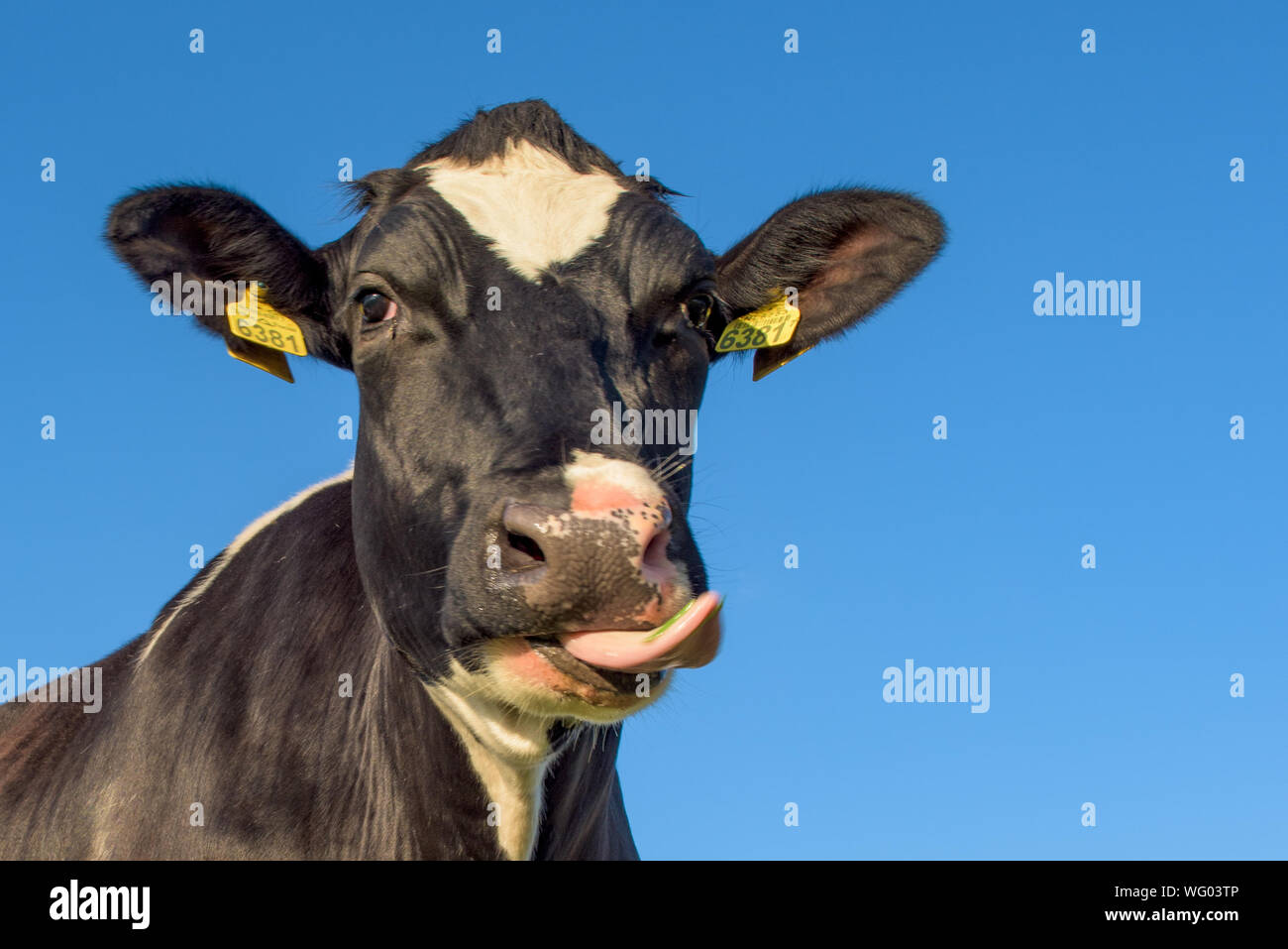 Portrait Of Cow Sticking Out Tongue Against Clear Blue Sky Stock Photo