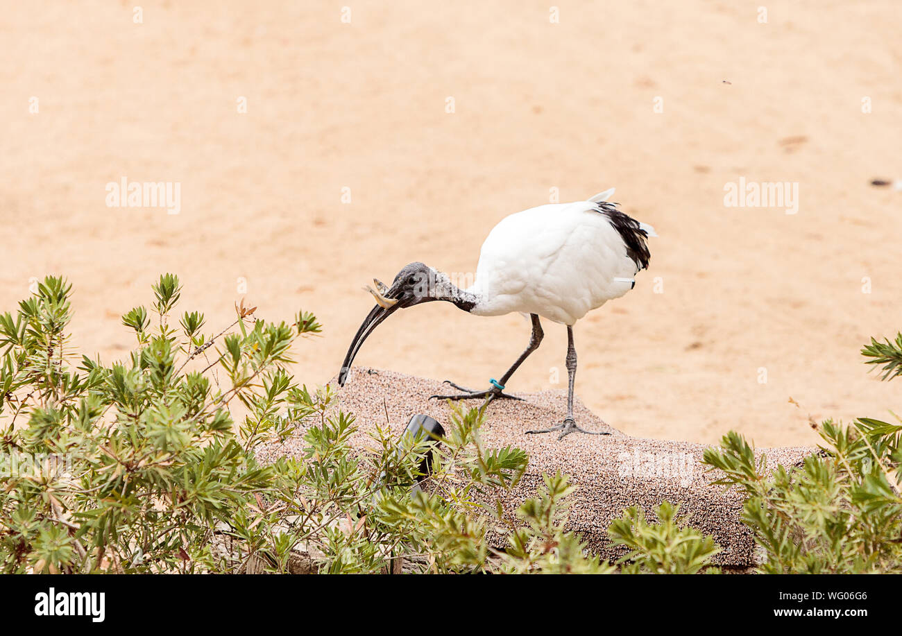 Bird Eating Fish While Perching On Rock Stock Photo