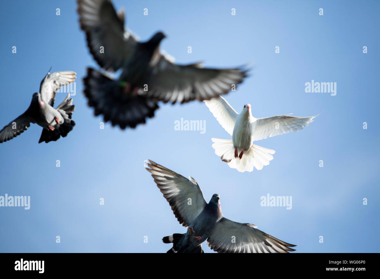 стая белых птиц. птицы летают. голуби разлетаются. птица в полете. голуби в небе.