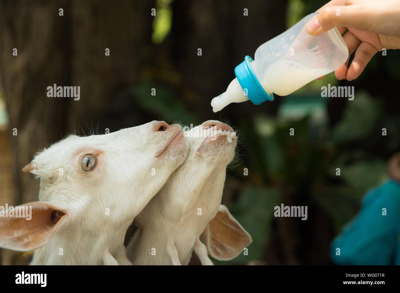 Goat milk hires stock photography and images Alamy