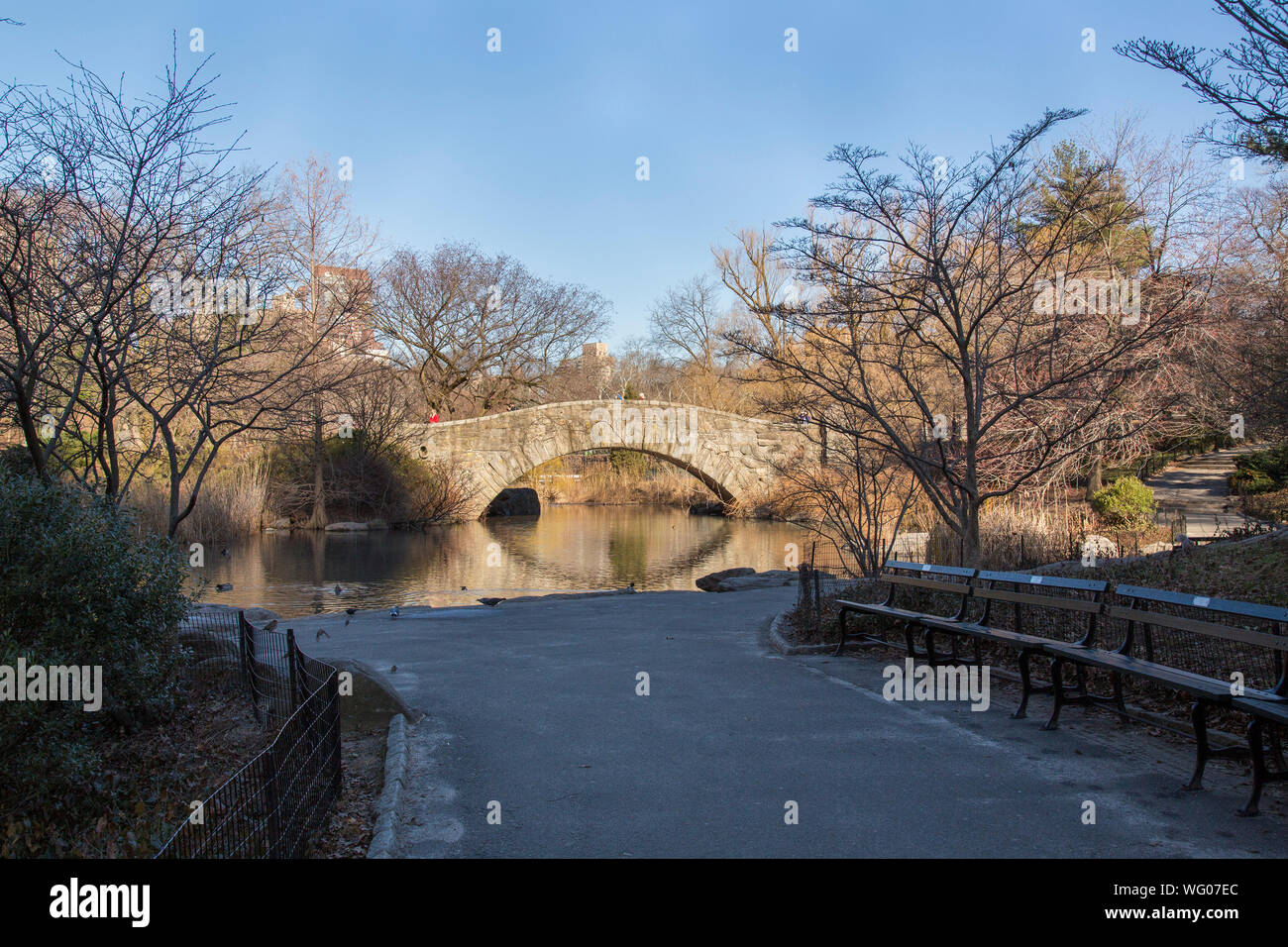 Ducks in the Pond with the Gapstow Bridge in the background, Central