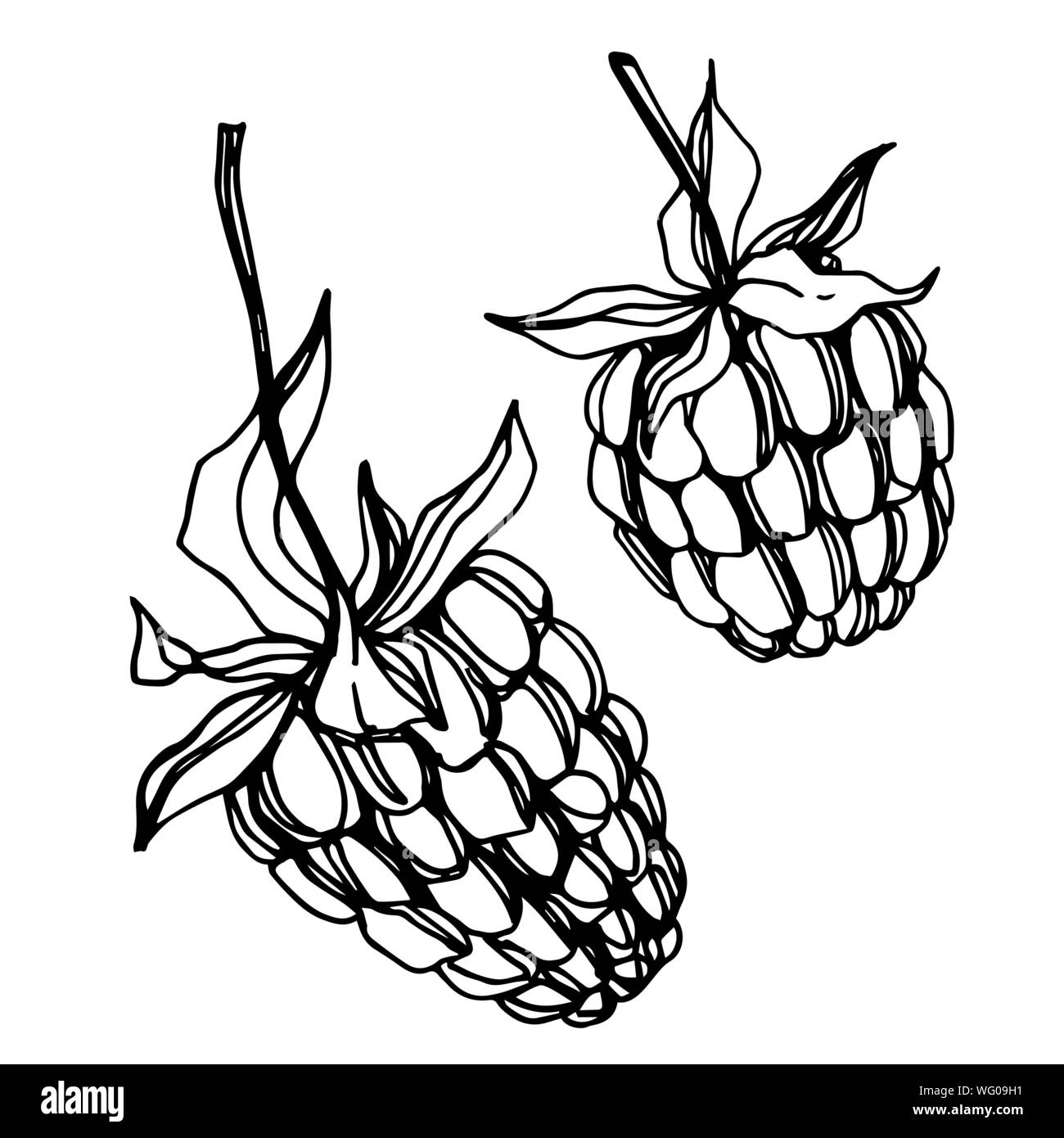 Vector Raspberry healthy food fresh berry isolated element. Black and white engraved ink art