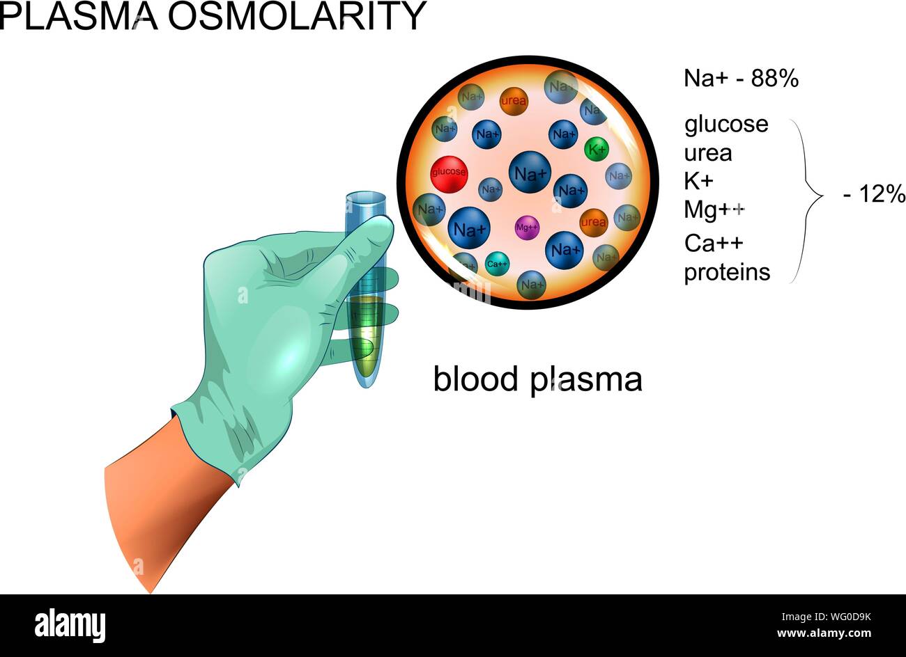 vector illustration of blood plasma osmolarity, composition Stock Vector