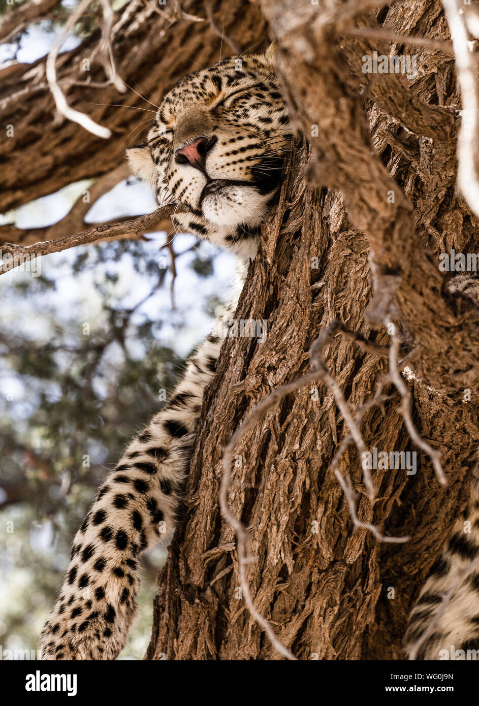 Low Angle View Of Leopard On Tree Stock Photo