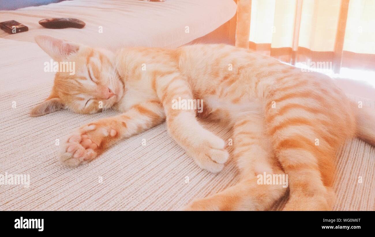 Cat Sleeping On Couch Stock Photo Alamy