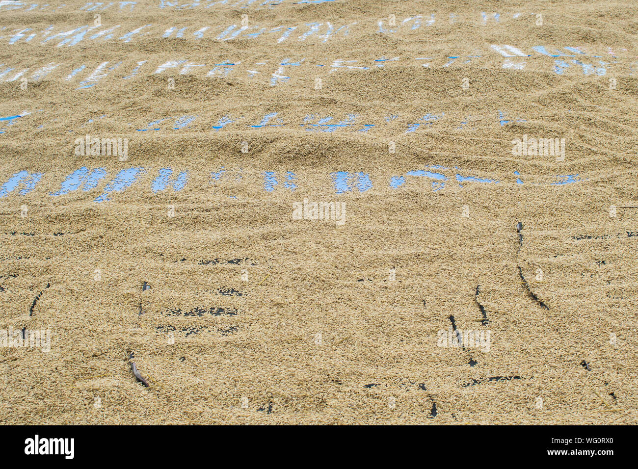 Drying rice. Rice farmers will harvest drying after the concrete floor ...
