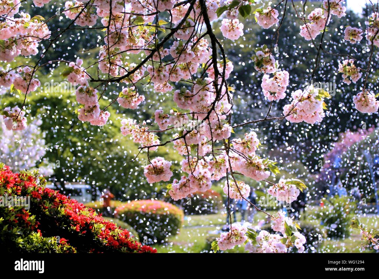 Falling petals hires stock photography and images Alamy