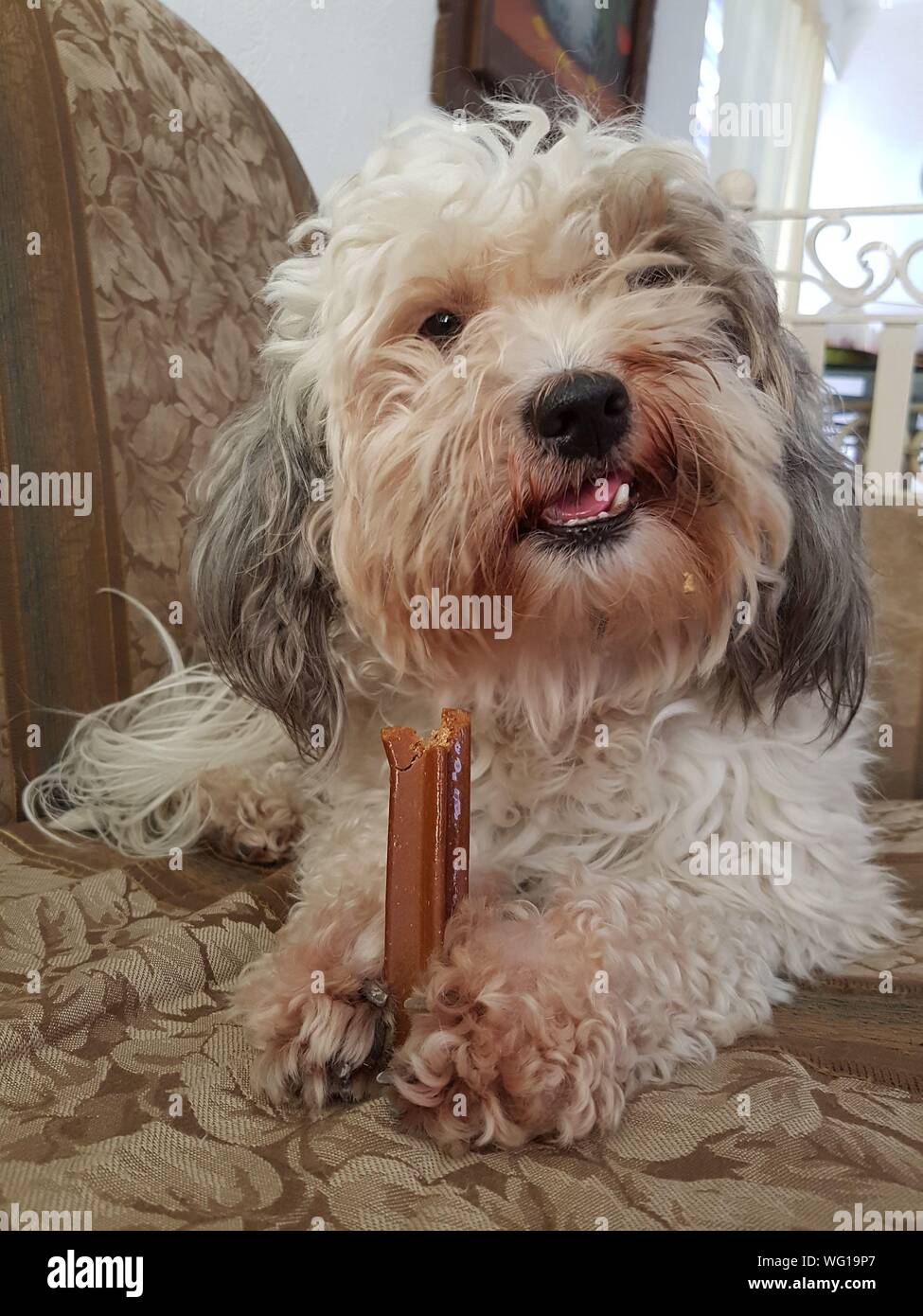 What Happens If Dog Eats Candy Bar