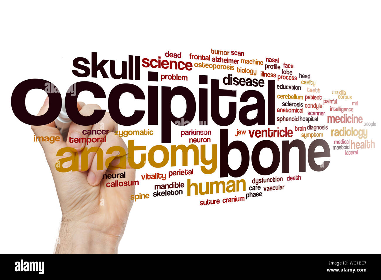 Occipital bone word cloud concept Stock Photo