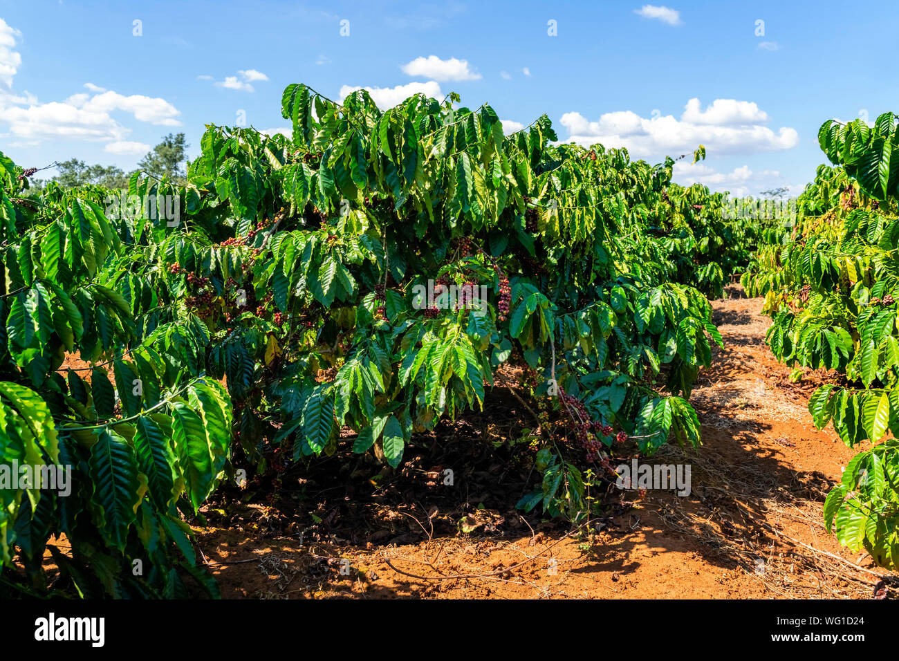 Robusta and arabica coffee tree with leaves in the coffee farm. Gia lai ...