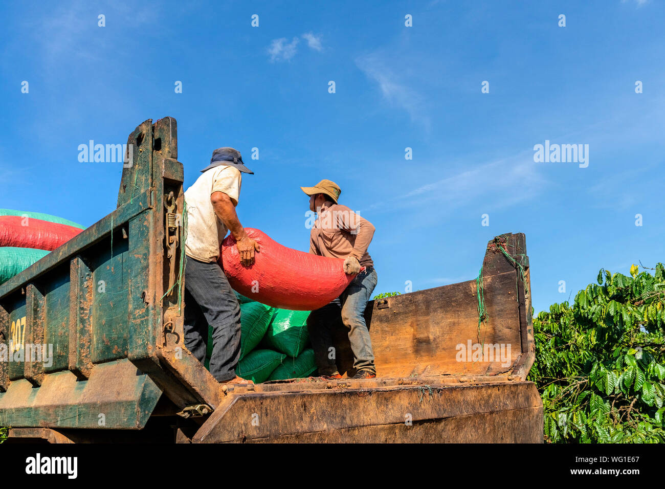 Farmer harvest Robusta and arabica coffee berries in farm, Gia Lai, Vietnam Stock Photo