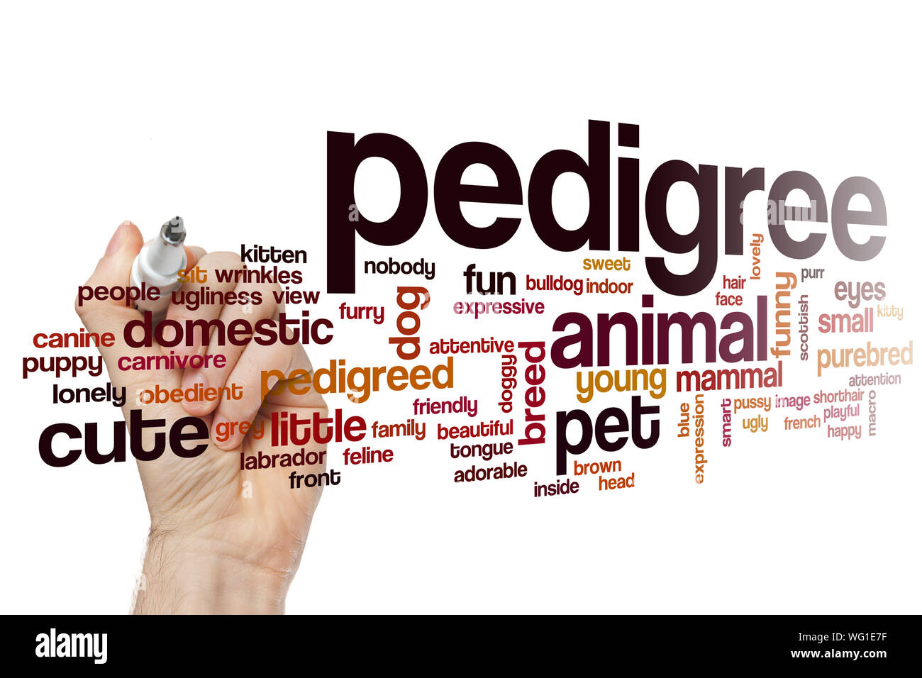 Pedigree word cloud concept Stock Photo