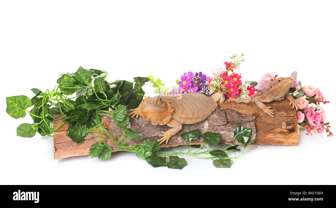 Close-up Of Iguanas Amidst Flowers And Leaves On Wood Against White Background Stock Photo