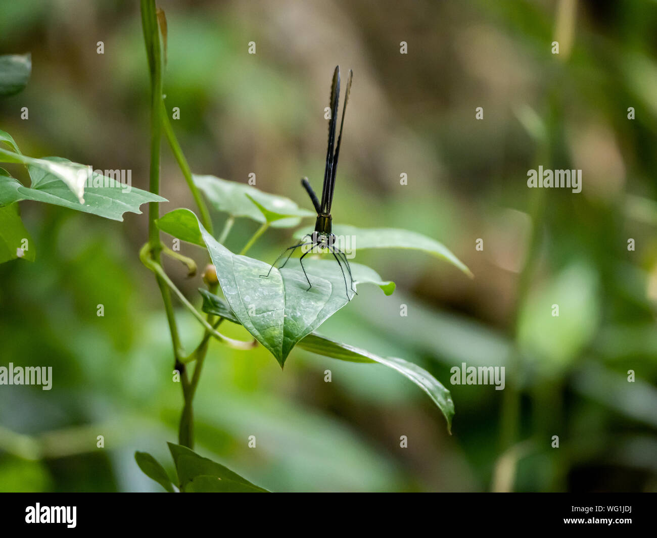An Atrocalopteryx atrata damsel fly rests on a leaf in a forest near the  Tama River in Kanagawa, Japan Stock Photo - Alamy