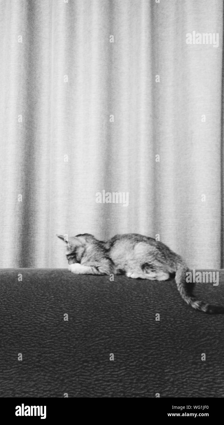 Cat Sleeping On Ledge Of Wall Stock Photo Alamy