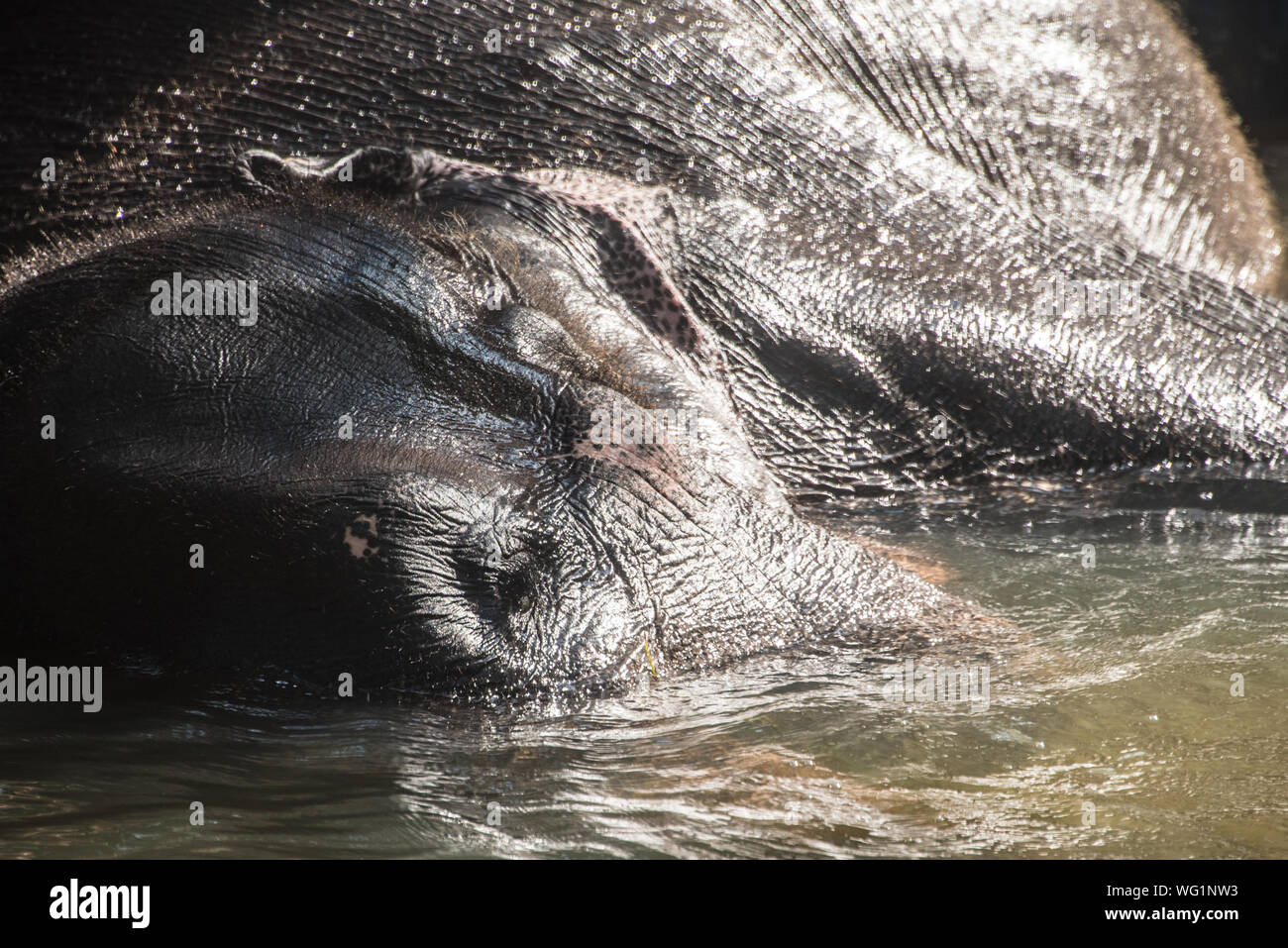 Elephant lying down hires stock photography and images Alamy