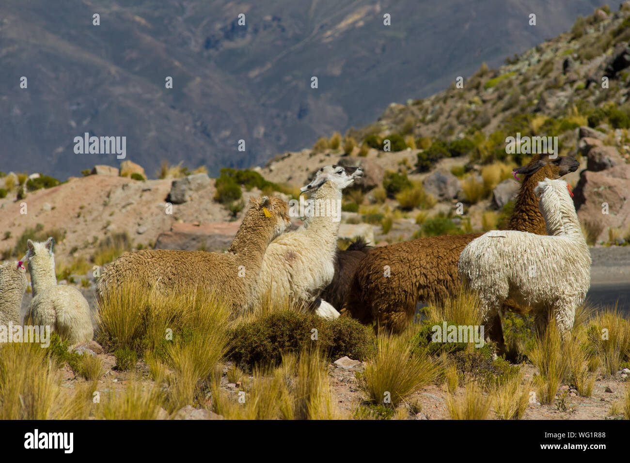 Group Of Llamas On Mountain Stock Photo Alamy
