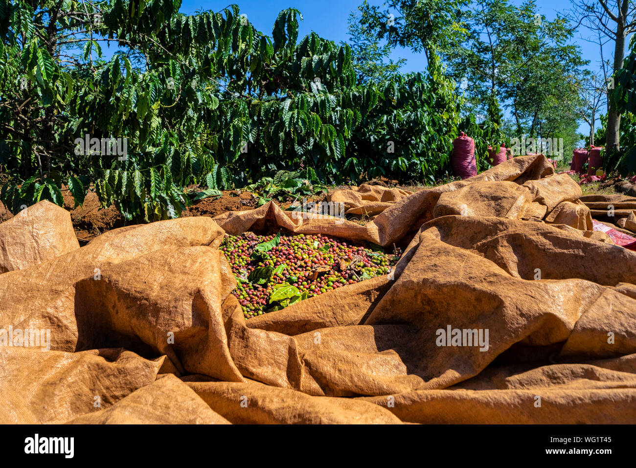 guaratinga, bahia, brazil - march 15, 2023: Conilon coffee