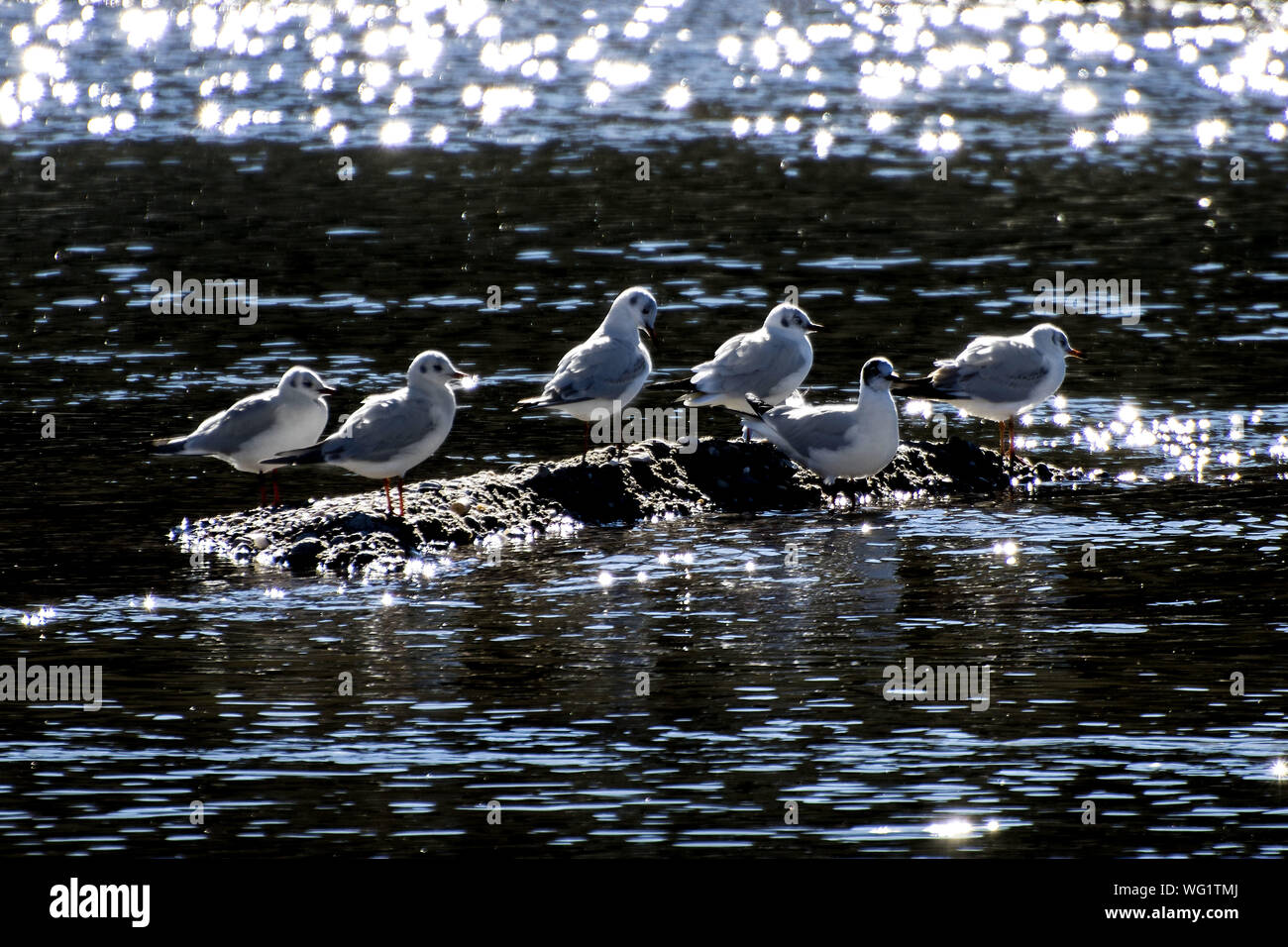 Birds In Lake Stock Photo - Alamy