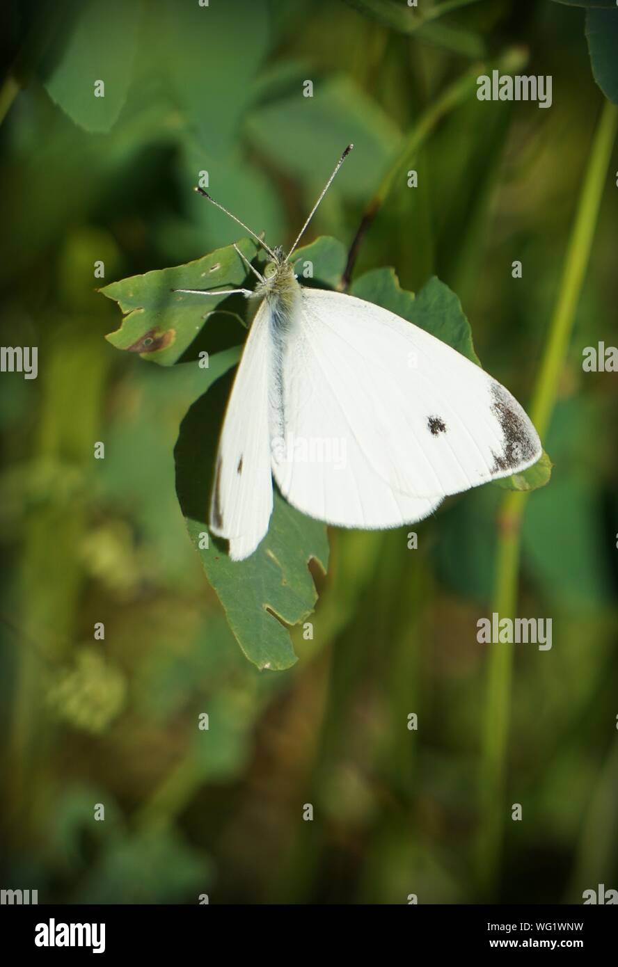 Close-up Of Butterfly On White Leaf Stock Photo