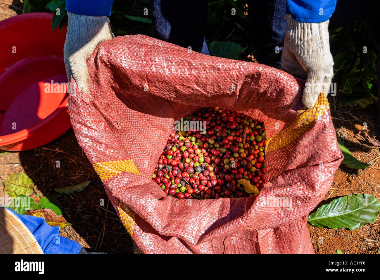 Farmer harvest Robusta and arabica coffee berries in farm, Gia Lai, Vietnam Stock Photo