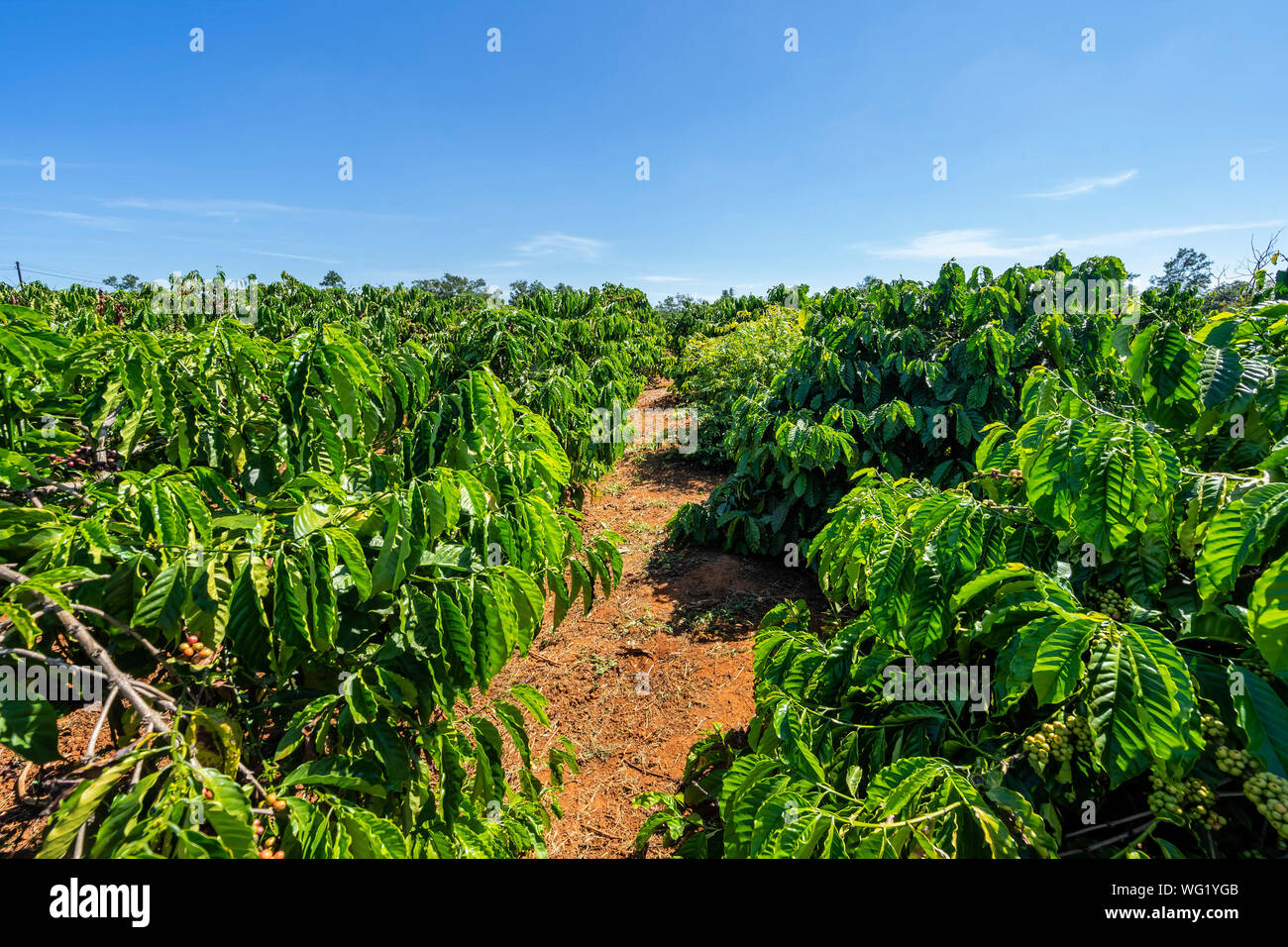 Robusta and arabica coffee tree  with leaves in the coffee farm. Gia lai, Vietnam Stock Photo