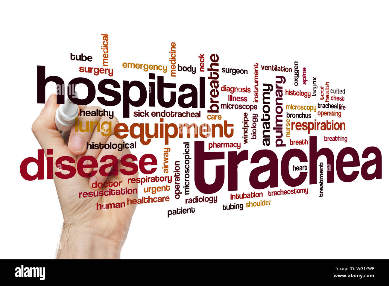 Trachea word cloud concept Stock Photo
