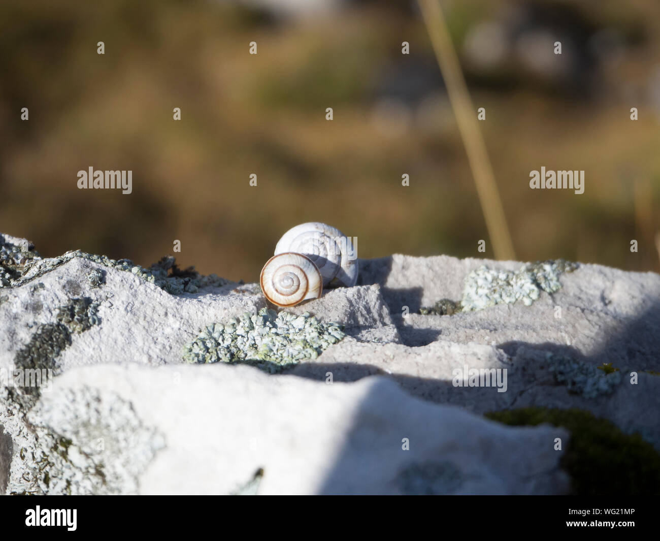 Snails On Rock Stock Photo