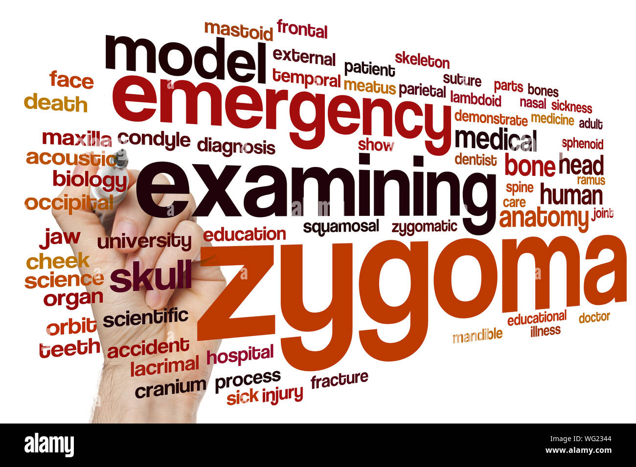 Zygoma word cloud concept Stock Photo