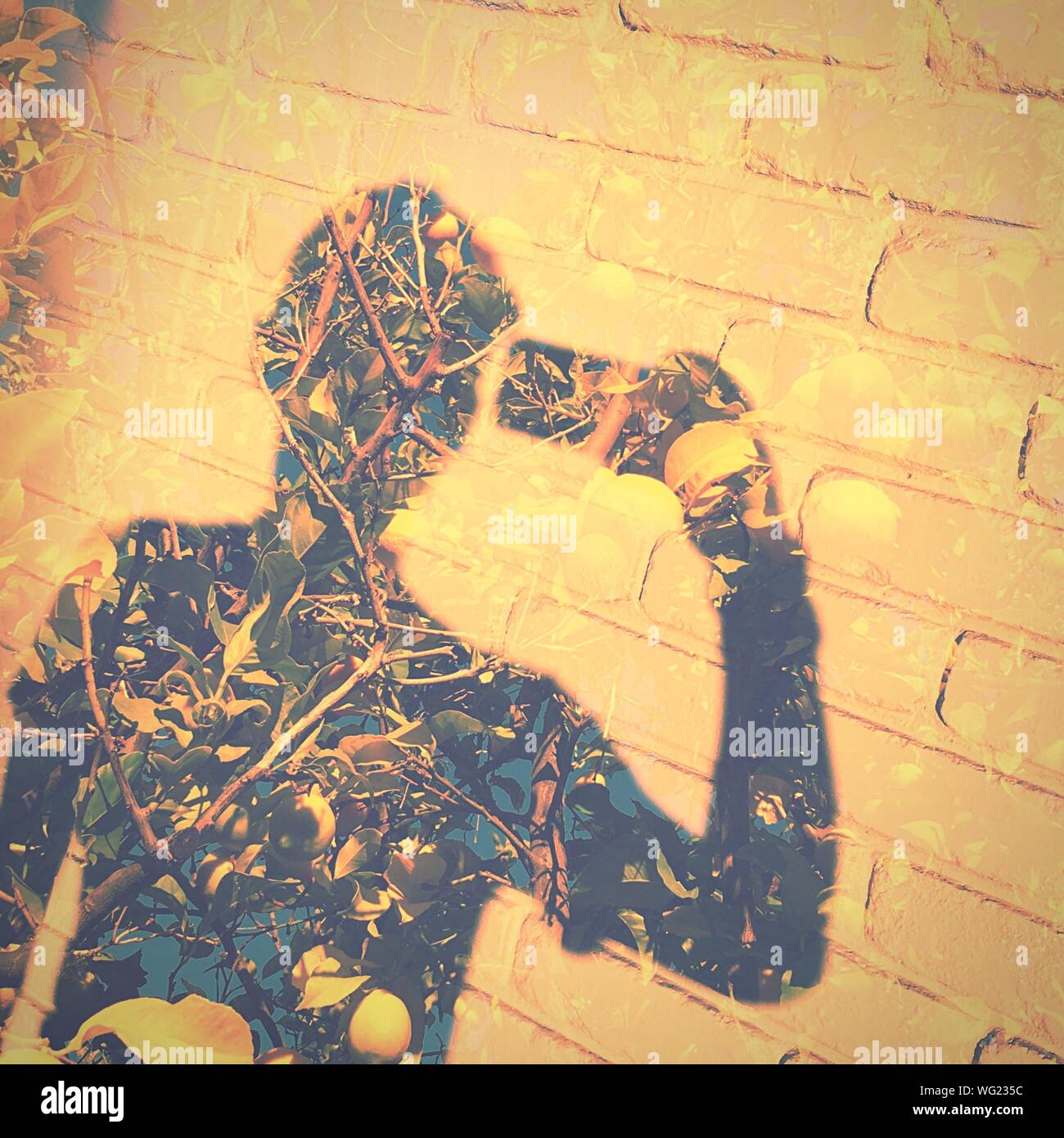 Double exposure man tree hi-res stock photography and images - Alamy