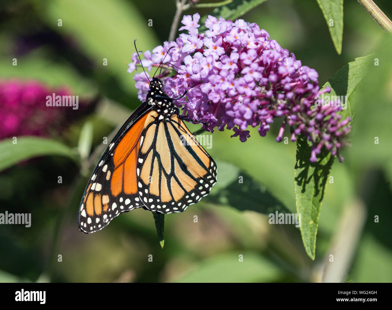 Closeup Of Monarch Butterfly ( Danaus Plexippus) On Butterfly Bush ...