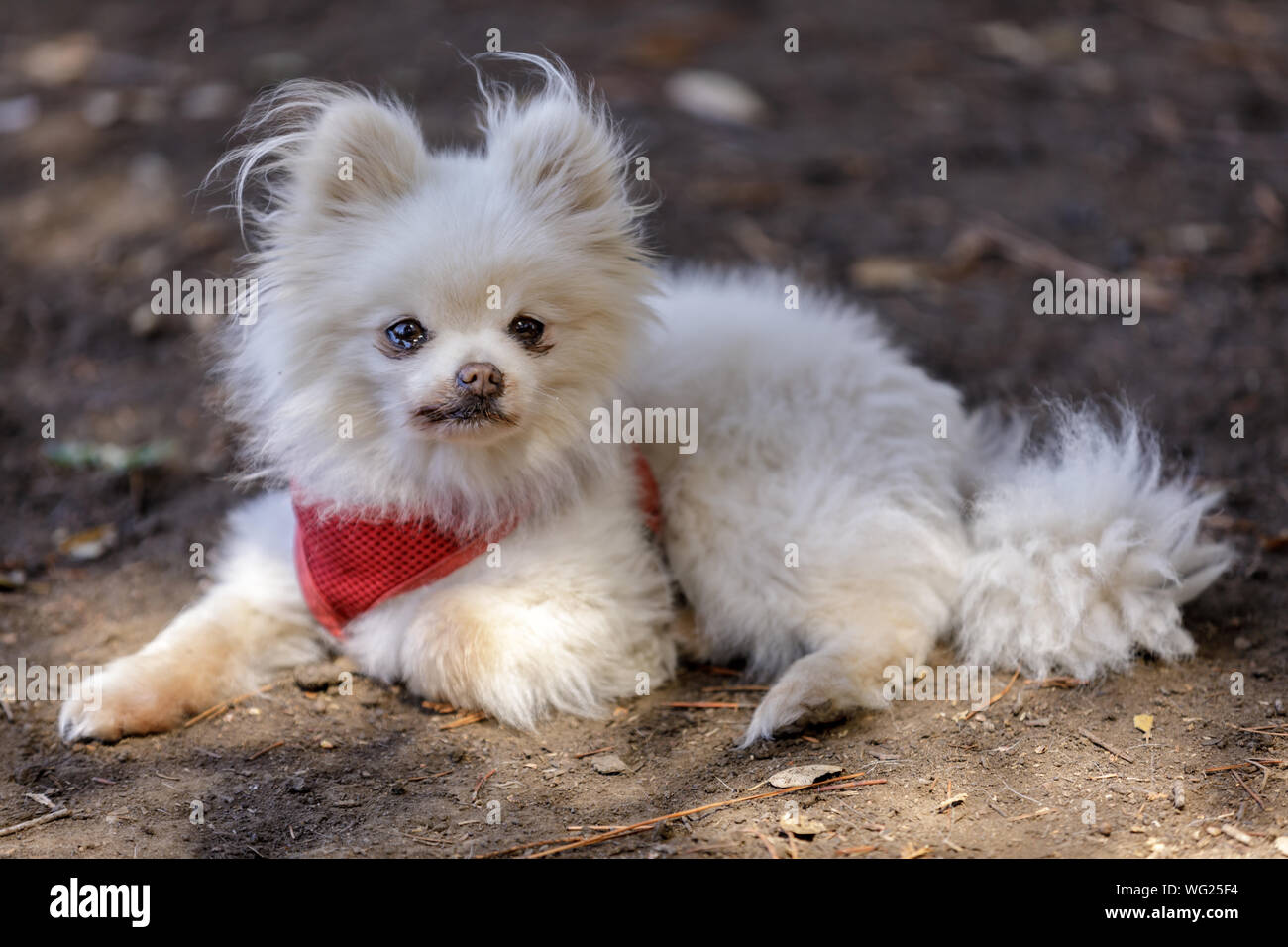 Adult White Female Pomeranian Portrait. Stock Photo