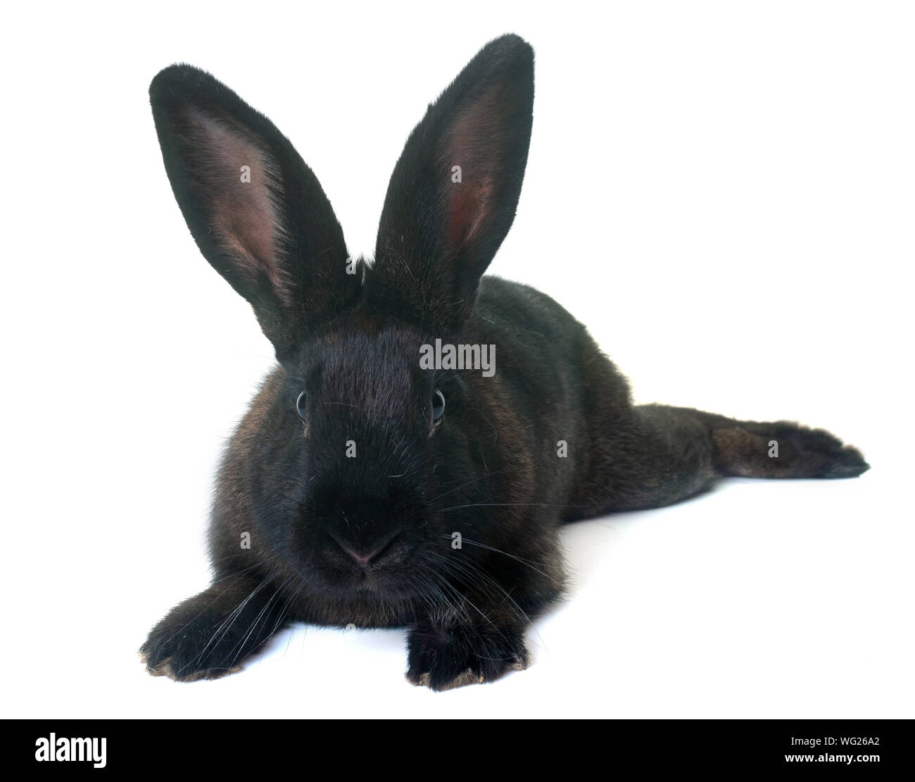 Black rabbit hi-res stock photography and images - Alamy