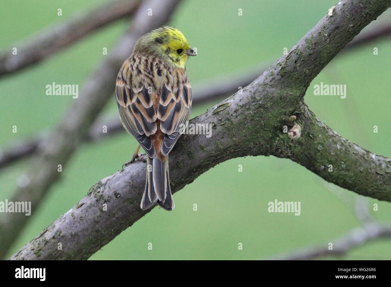 Yellow Hammer Bird High Resolution Stock Photography and Images Alamy