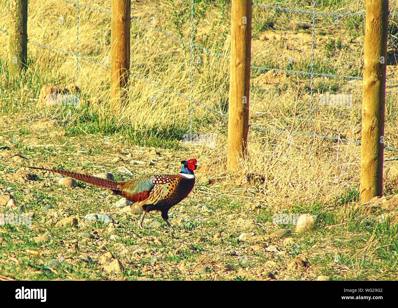 Side View Of Ring-necked Pheasant By Fence On Field Stock Photo
