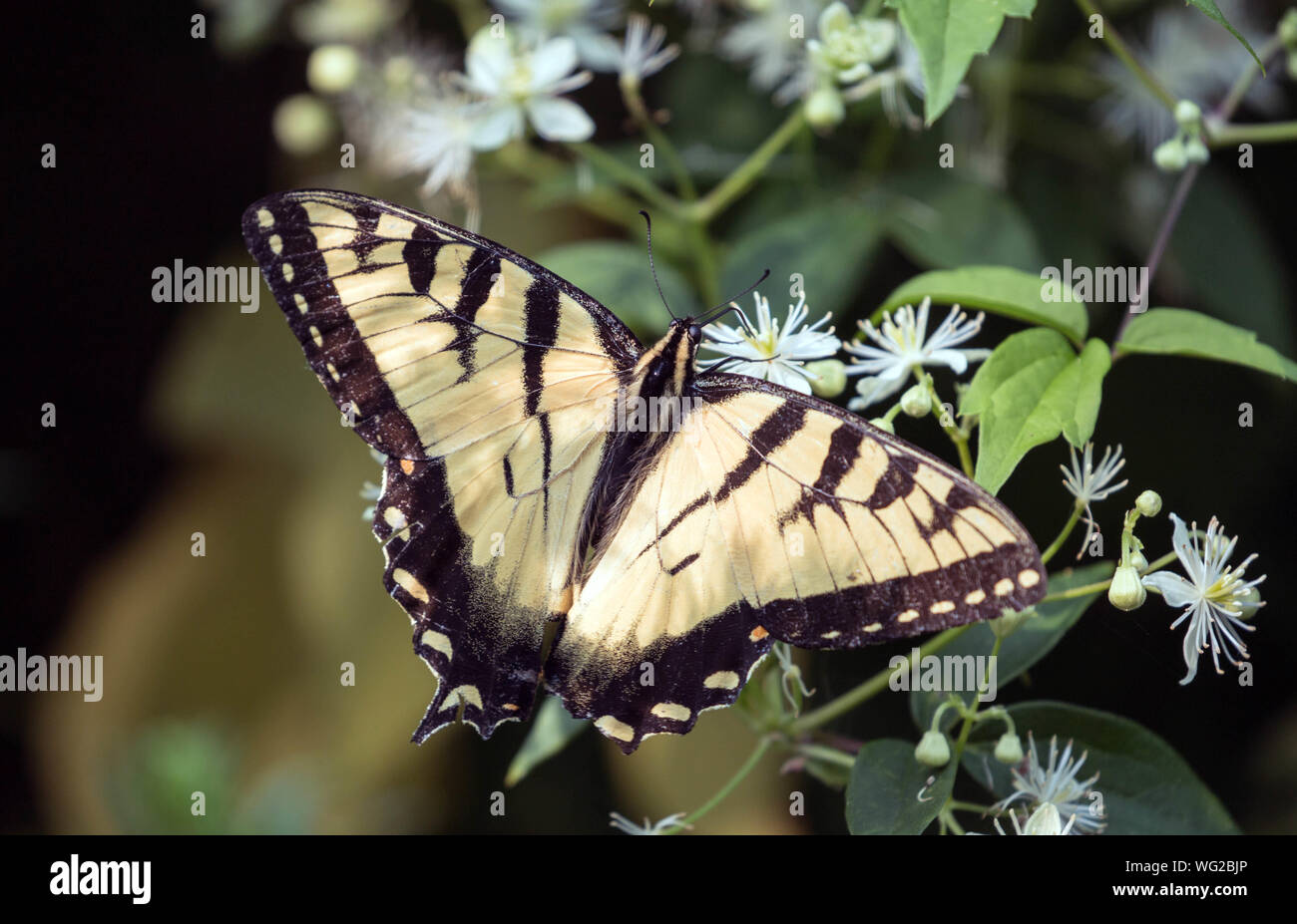 Closeup of Tiger Swallowtail butterfly ( Papilio glaucus ) nectaring on flowers in Ontario,Canada Stock Photo