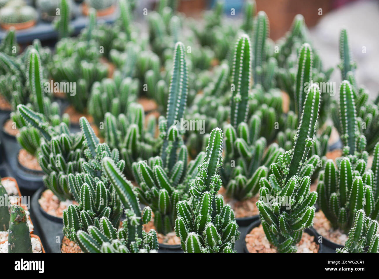 Close-up Of Succulent Plants Stock Photo